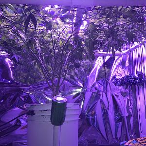 Click image for larger version

Name:	314C6CDE-9765-4EA5-A50E-1DFC891ABF5A.jpeg
Views:	287
Size:	2.00 MB
ID:	187862