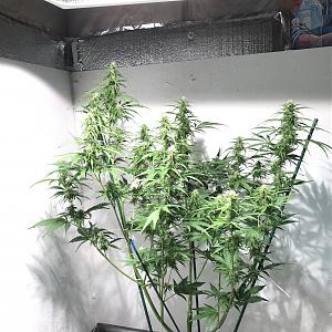 Click image for larger version

Name:	100DA498-64D6-47B6-A9C6-1E21E704B61C.jpeg
Views:	287
Size:	2.15 MB
ID:	187863