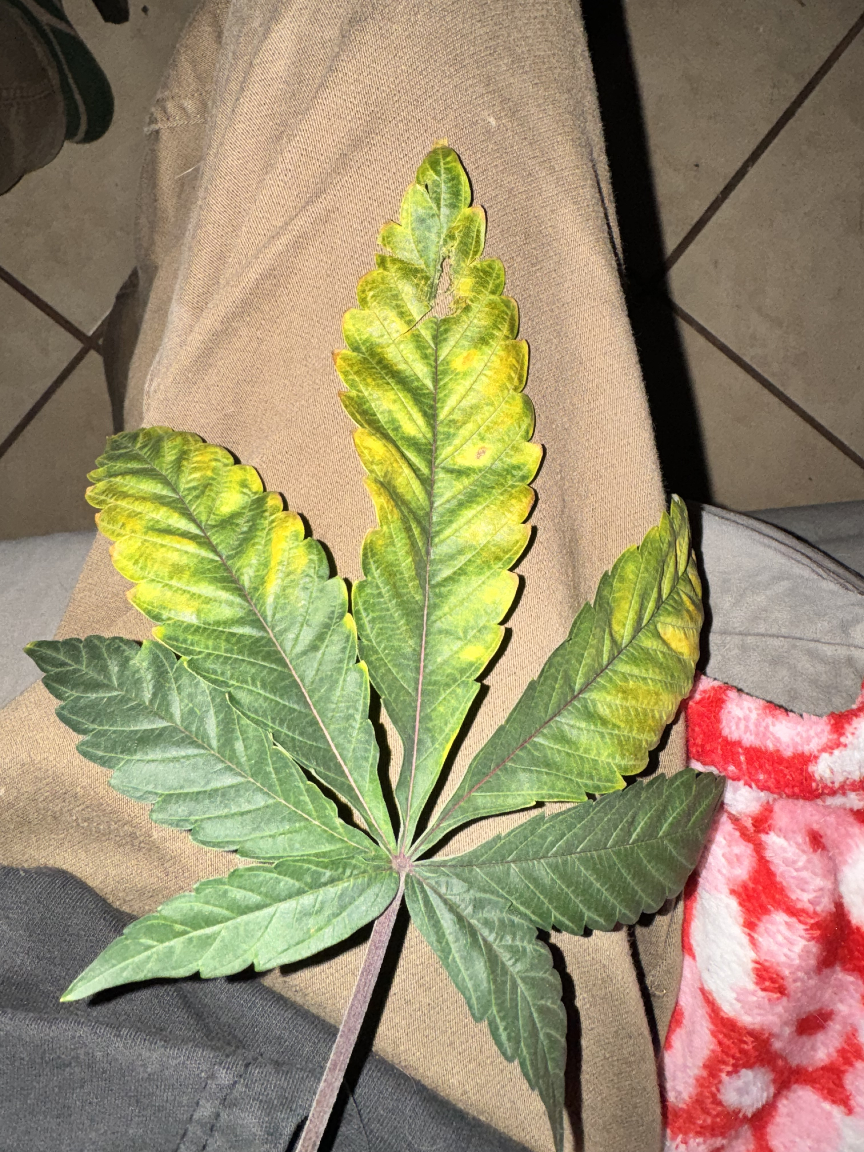 Click image for larger version

Name:	image.jpg
Views:	59
Size:	3.01 MB
ID:	662016