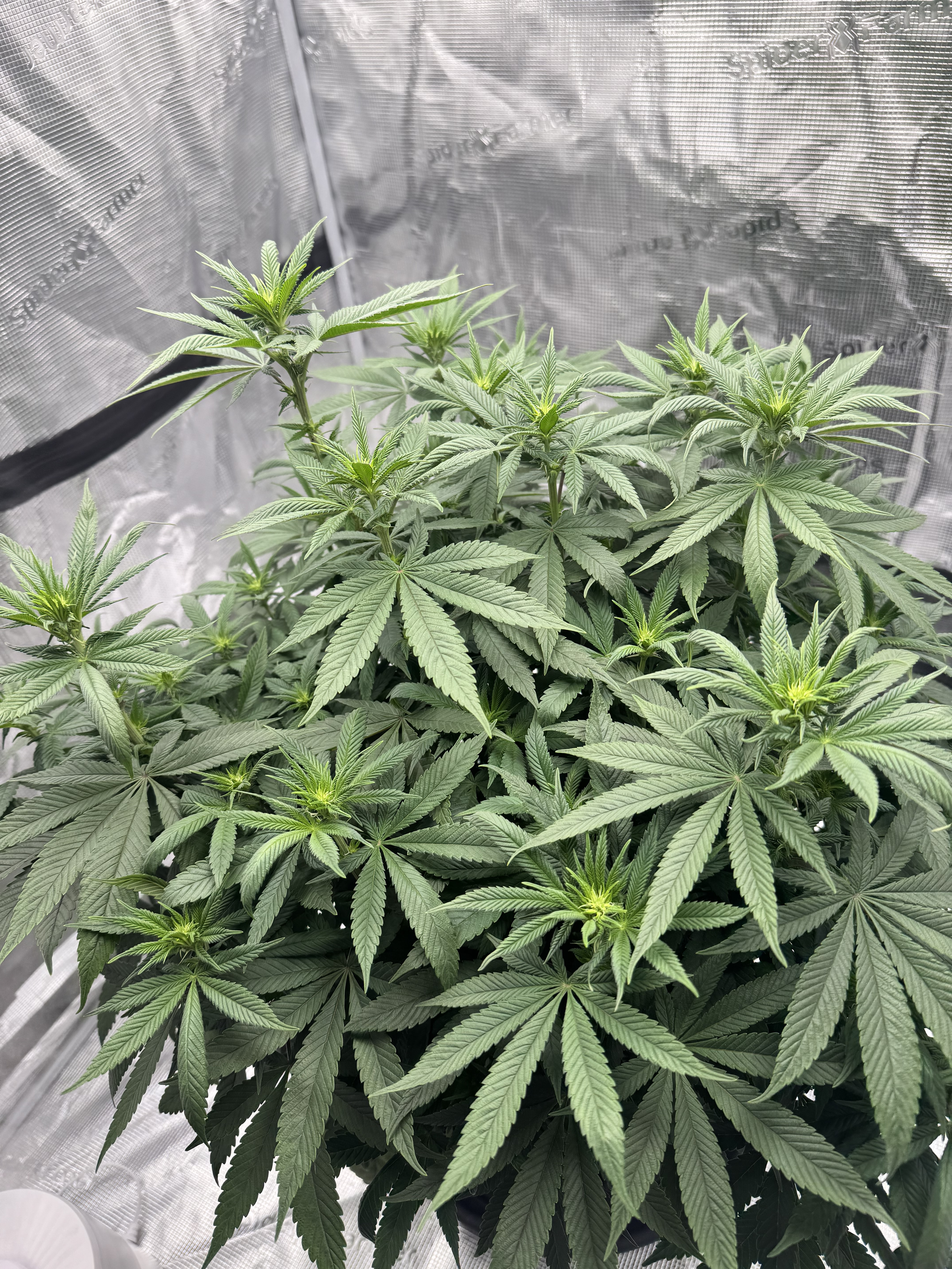 Click image for larger version

Name:	image.jpg
Views:	23
Size:	5.75 MB
ID:	662033