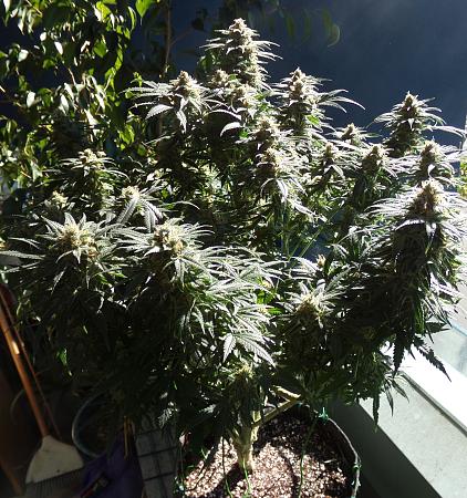 Click image for larger version

Name:	100_1062.jpg
Views:	32
Size:	2.28 MB
ID:	662072