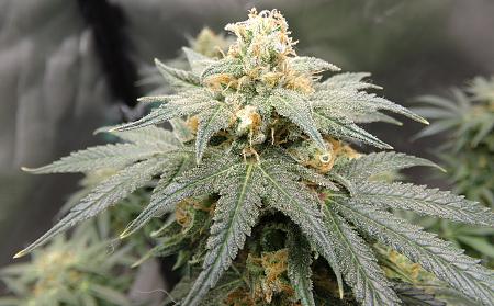 Click image for larger version

Name:	100_1059.jpg
Views:	30
Size:	2.64 MB
ID:	662073