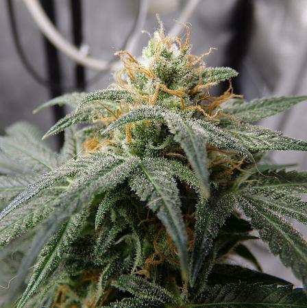 Click image for larger version

Name:	100_1061.jpg
Views:	30
Size:	1.94 MB
ID:	662074