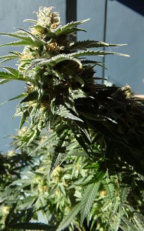 Click image for larger version

Name:	100_1065.jpg
Views:	30
Size:	2.11 MB
ID:	662075