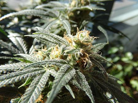 Click image for larger version

Name:	100_1064.jpg
Views:	30
Size:	3.37 MB
ID:	662076