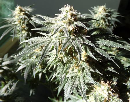 Click image for larger version

Name:	100_1068.jpg
Views:	30
Size:	2.06 MB
ID:	662077