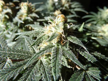 Click image for larger version

Name:	100_1067.jpg
Views:	30
Size:	3.91 MB
ID:	662078