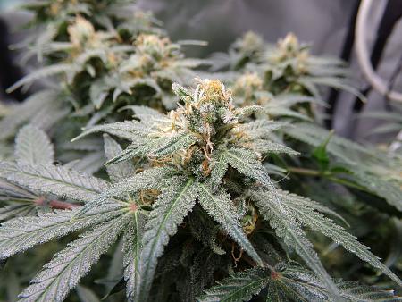 Click image for larger version

Name:	100_1060.jpg
Views:	29
Size:	3.33 MB
ID:	662079