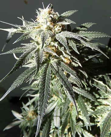 Click image for larger version

Name:	100_1069.jpg
Views:	30
Size:	2.66 MB
ID:	662080