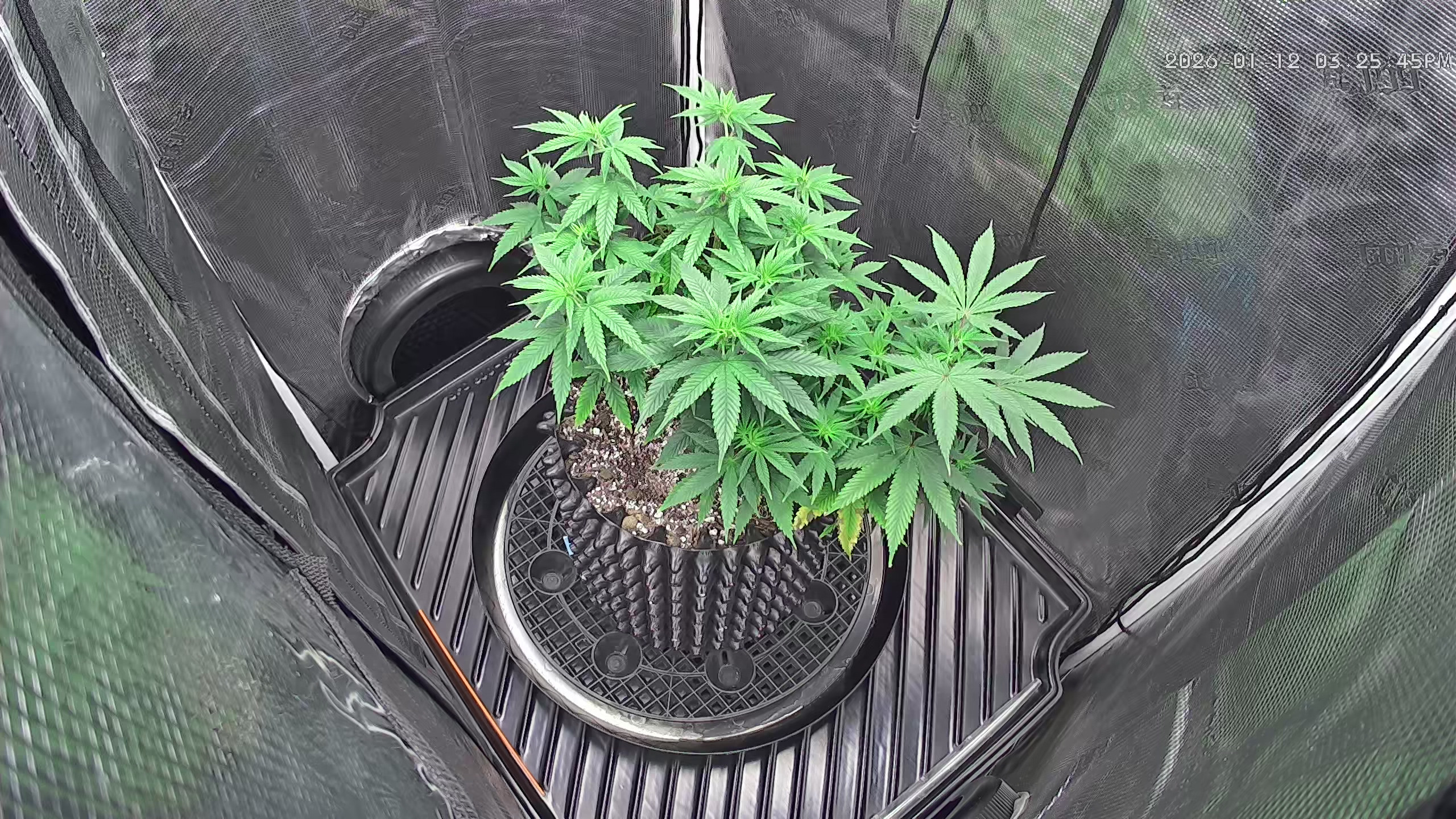 Click image for larger version

Name:	2026-01-12.jpg
Views:	54
Size:	1.33 MB
ID:	662088