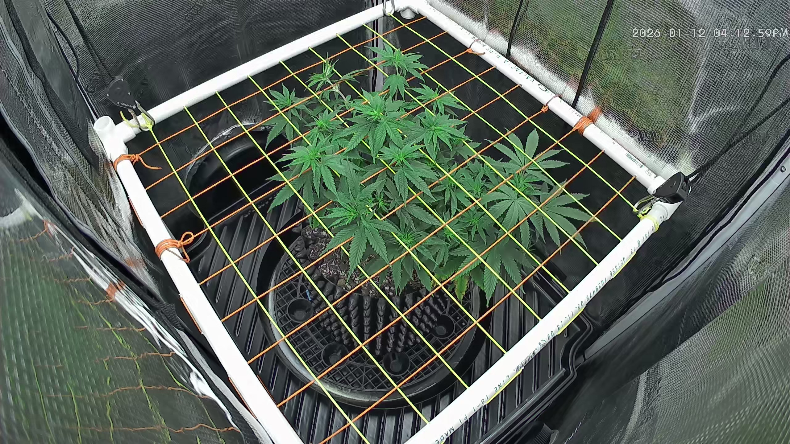 Click image for larger version

Name:	2026-01-12 (1).jpg
Views:	40
Size:	1.27 MB
ID:	662089