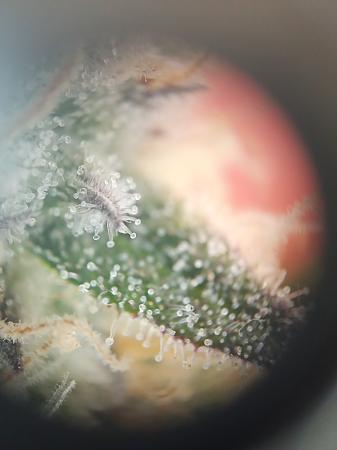 Click image for larger version

Name:	17683211768805849569725448989875.jpg
Views:	153
Size:	1.45 MB
ID:	662106