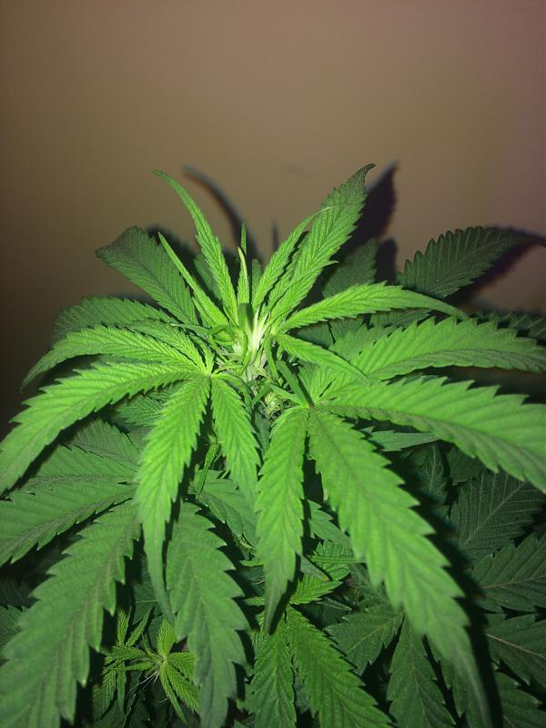 Click image for larger version

Name:	image_98432.jpg
Views:	951
Size:	1.55 MB
ID:	380018