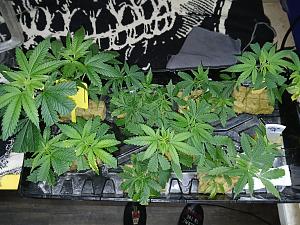 Click image for larger version

Name:	20260113_203904.jpg
Views:	23
Size:	4.53 MB
ID:	662125