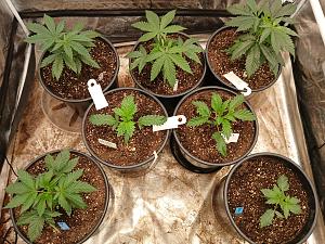 Click image for larger version

Name:	20260113_204351.jpg
Views:	22
Size:	5.07 MB
ID:	662127