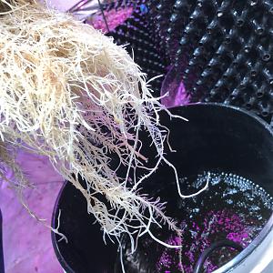 Click image for larger version

Name:	688477B2-D3EA-4948-8389-2E1F9EFEDC4A.jpeg
Views:	351
Size:	1.65 MB
ID:	179680