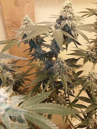 Click image for larger version

Name:	20200315_165249.jpg
Views:	481
Size:	867.3 KB
ID:	385123