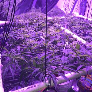 Click image for larger version

Name:	B647F3E9-ABD9-4F54-8B90-26536F2F317A.jpeg
Views:	299
Size:	2.27 MB
ID:	187861