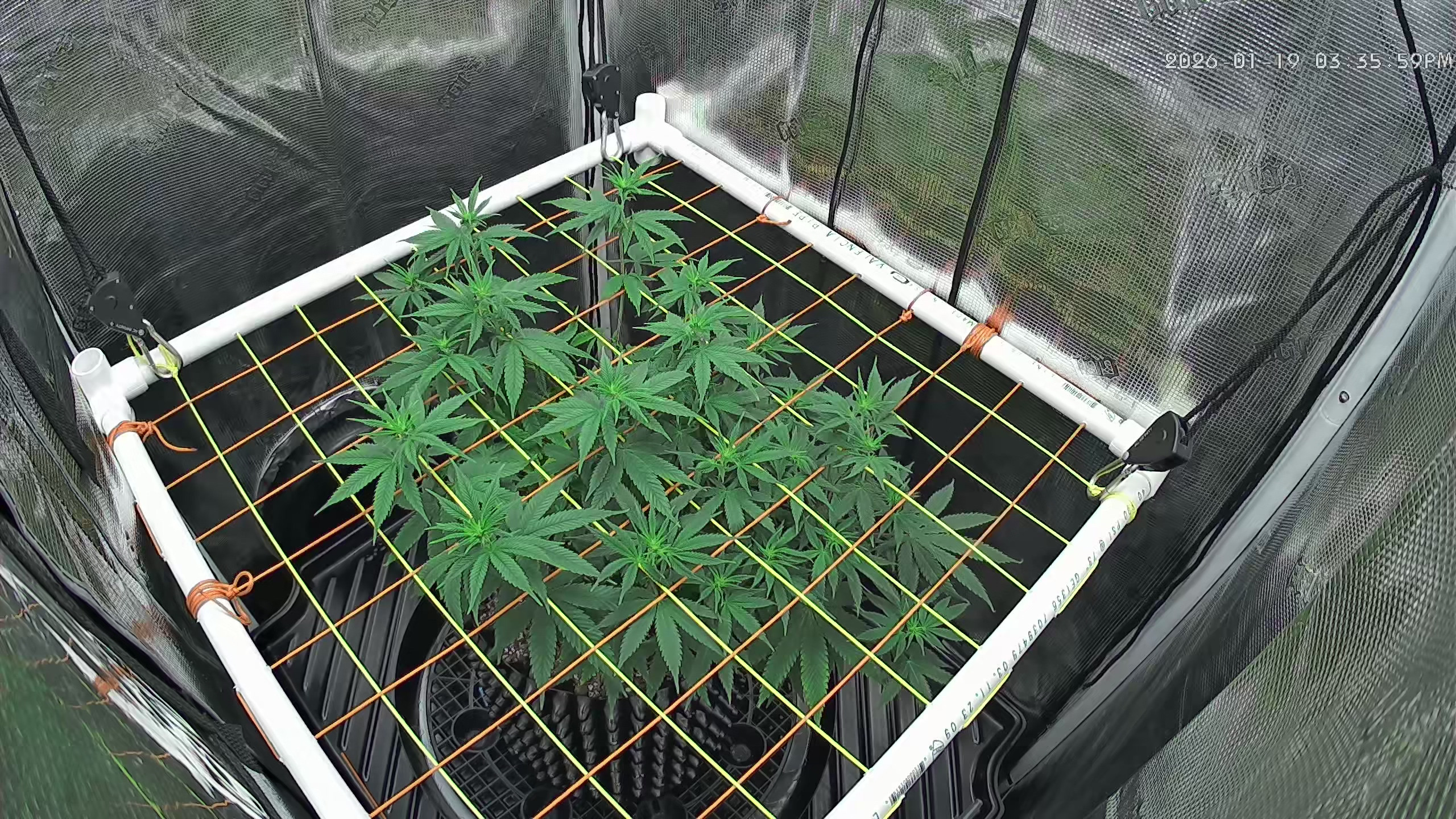 Click image for larger version

Name:	2026-01-19.jpg
Views:	39
Size:	1.42 MB
ID:	662251