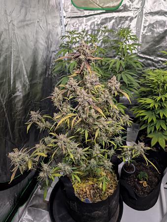 Click image for larger version

Name:	PXL_20260118_011606897.NIGHT.jpg
Views:	73
Size:	2.83 MB
ID:	662273