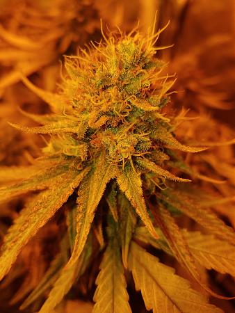 Click image for larger version

Name:	IMG_20181116_193252.jpg
Views:	385
Size:	1.97 MB
ID:	268074