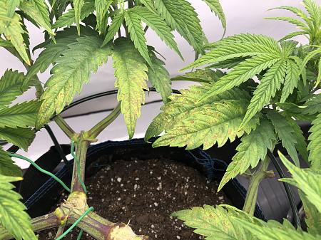 Click image for larger version

Name:	IMG_8720.jpg
Views:	83
Size:	2.92 MB
ID:	662299