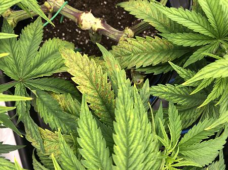 Click image for larger version

Name:	IMG_8722.jpg
Views:	84
Size:	3.05 MB
ID:	662298