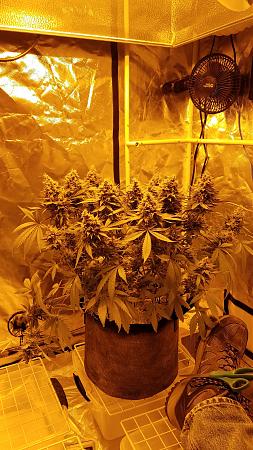 Click image for larger version

Name:	20181118_024540.jpg
Views:	247
Size:	2.63 MB
ID:	270665