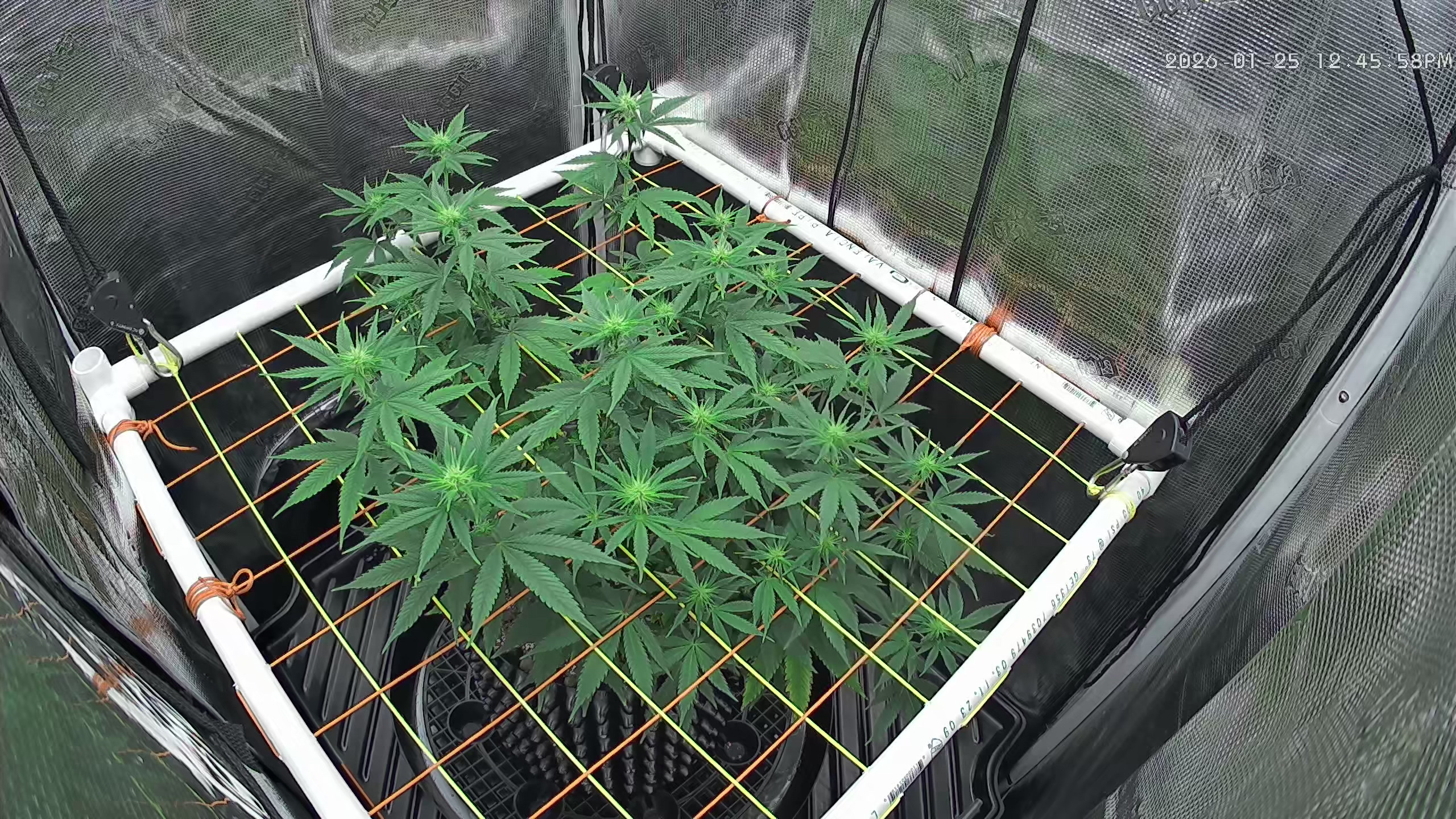 Click image for larger version

Name:	2026-01-25.jpg
Views:	19
Size:	1.38 MB
ID:	662358