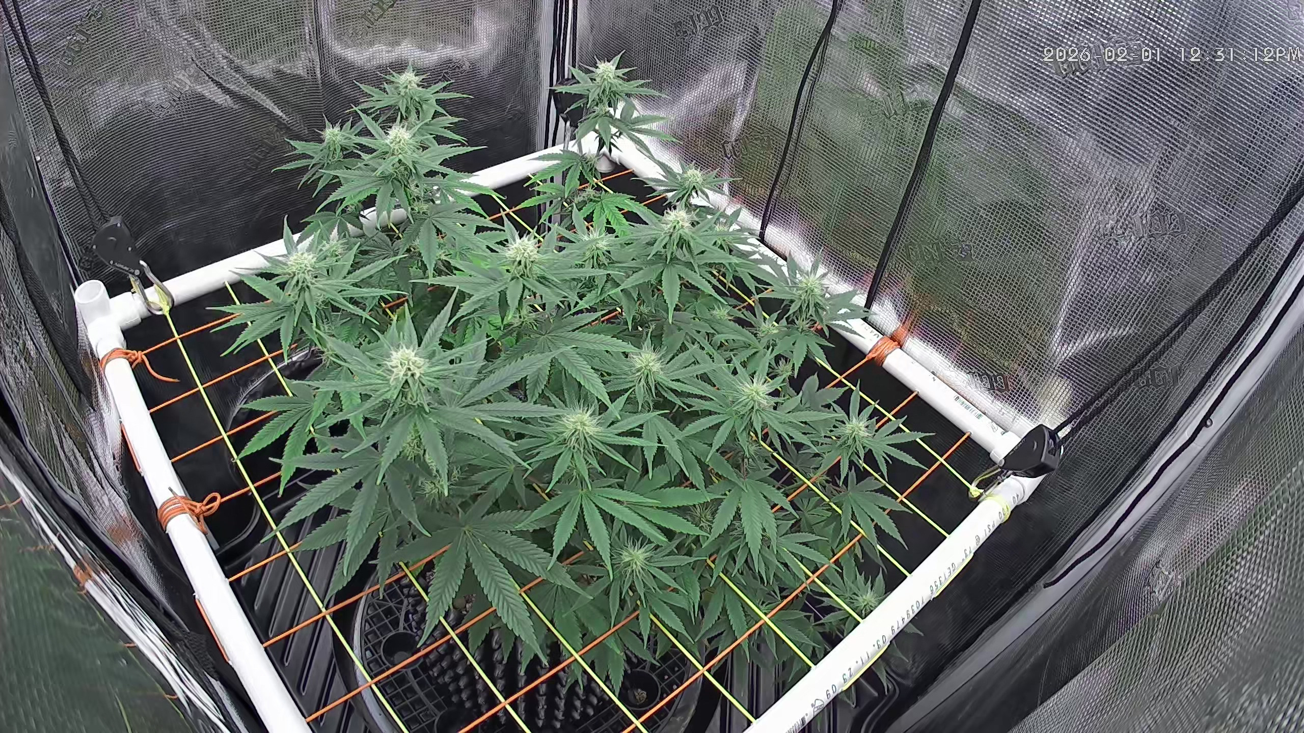 Click image for larger version

Name:	2026-02-01.jpg
Views:	27
Size:	1.45 MB
ID:	662520