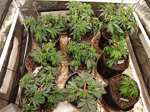 Click image for larger version

Name:	20260131_204532.jpg
Views:	0
Size:	5.40 MB
ID:	662553