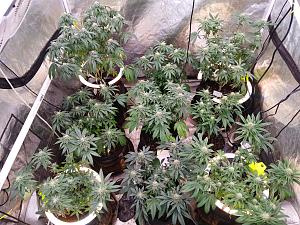 Click image for larger version

Name:	20260131_204715.jpg
Views:	0
Size:	4.32 MB
ID:	662554