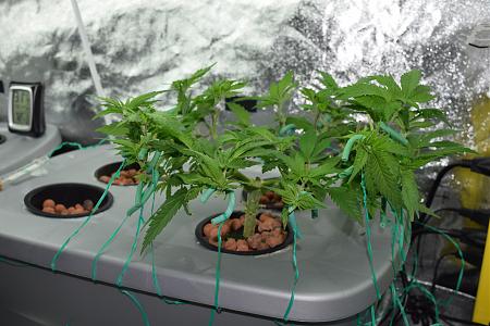 Click image for larger version

Name:	DSC_0242.JPG
Views:	570
Size:	5.40 MB
ID:	26623