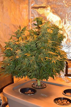 Click image for larger version

Name:	DSC_0442.JPG
Views:	562
Size:	7.50 MB
ID:	61173