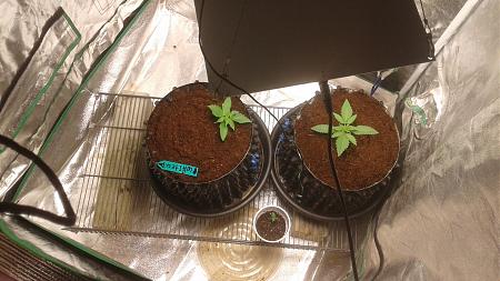 Click image for larger version

Name:	20180712_094543.jpg
Views:	312
Size:	816.2 KB
ID:	225619