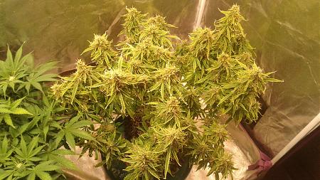 Click image for larger version

Name:	20180705_181049.jpg
Views:	313
Size:	1,019.7 KB
ID:	223655