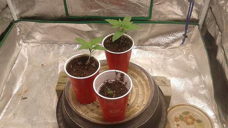 Click image for larger version

Name:	20180711_102936.jpg
Views:	283
Size:	805.1 KB
ID:	225617