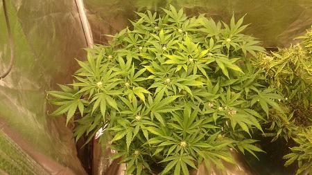 Click image for larger version

Name:	20180705_181028.jpg
Views:	283
Size:	864.1 KB
ID:	223650