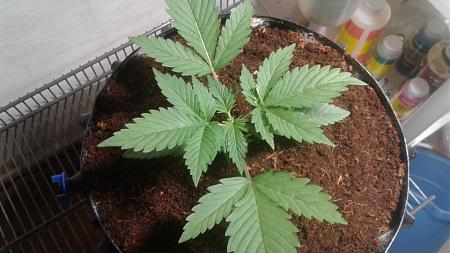 Click image for larger version

Name:	20180715_045758.jpg
Views:	291
Size:	600.3 KB
ID:	226649