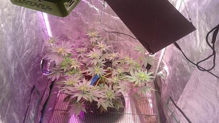 Click image for larger version

Name:	20180808_052441.jpg
Views:	270
Size:	733.2 KB
ID:	234234