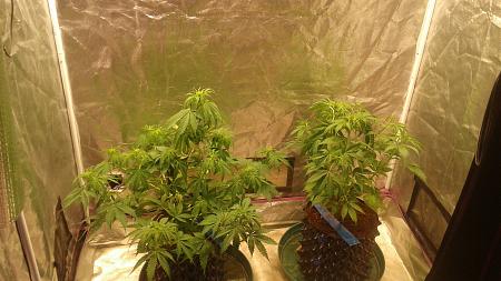 Click image for larger version

Name:	20180808_052504.jpg
Views:	267
Size:	770.8 KB
ID:	234235