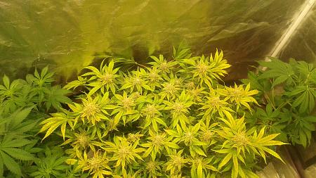 Click image for larger version

Name:	20180804_092000.jpg
Views:	293
Size:	899.9 KB
ID:	233276