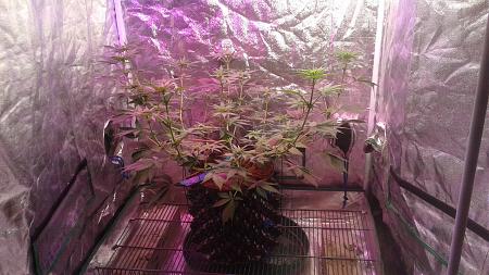 Click image for larger version  Name:	20180810_051627.jpg Views:	1 Size:	953.5 KB ID:	234902