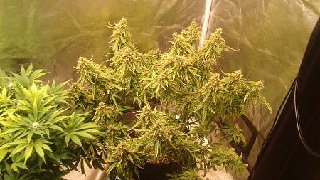 Click image for larger version

Name:	20180711_103035.jpg
Views:	305
Size:	910.4 KB
ID:	225621