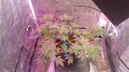 Click image for larger version

Name:	20180804_091912.jpg
Views:	270
Size:	812.0 KB
ID:	233273