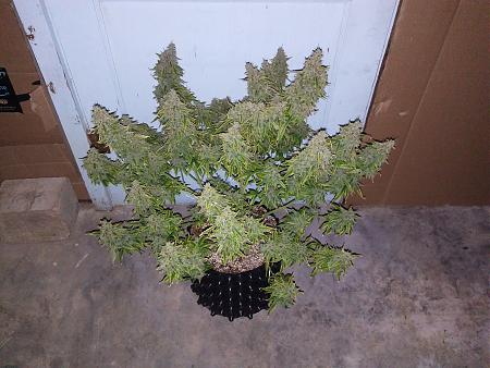 Click image for larger version

Name:	20180714_192857.jpg
Views:	307
Size:	2.60 MB
ID:	226514