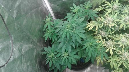 Click image for larger version

Name:	20180804_092041.jpg
Views:	239
Size:	759.3 KB
ID:	233277