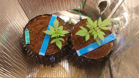 Click image for larger version

Name:	20180715_045951.jpg
Views:	255
Size:	965.7 KB
ID:	226650