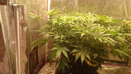 Click image for larger version

Name:	20180705_181036.jpg
Views:	296
Size:	885.8 KB
ID:	223651