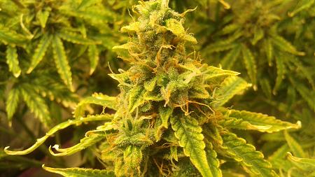 Click image for larger version

Name:	20180711_103047.jpg
Views:	290
Size:	731.5 KB
ID:	225620